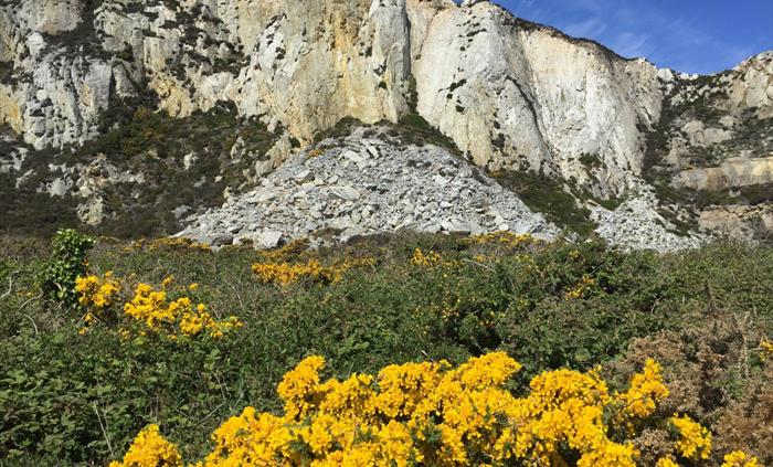 Quartzite, a very hard massive rock in Breakwater Quarry from where it was quarried to build a huge embankment on which the Breakwater sits.